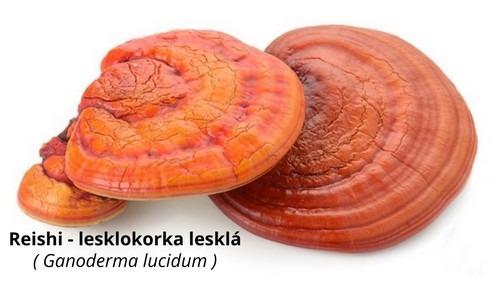 reishi - lesklokorka lesklá_1